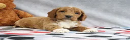 Mini Goldendoodle dogs for sale: Carlos - Ad 4