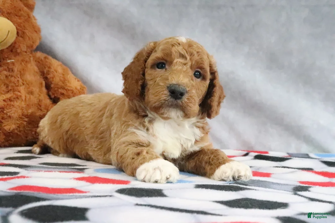 Mini Goldendoodle dogs for sale: Carlos - Ad 8