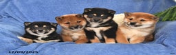 Shiba Inu dogs for sale: Peter - Ad 3
