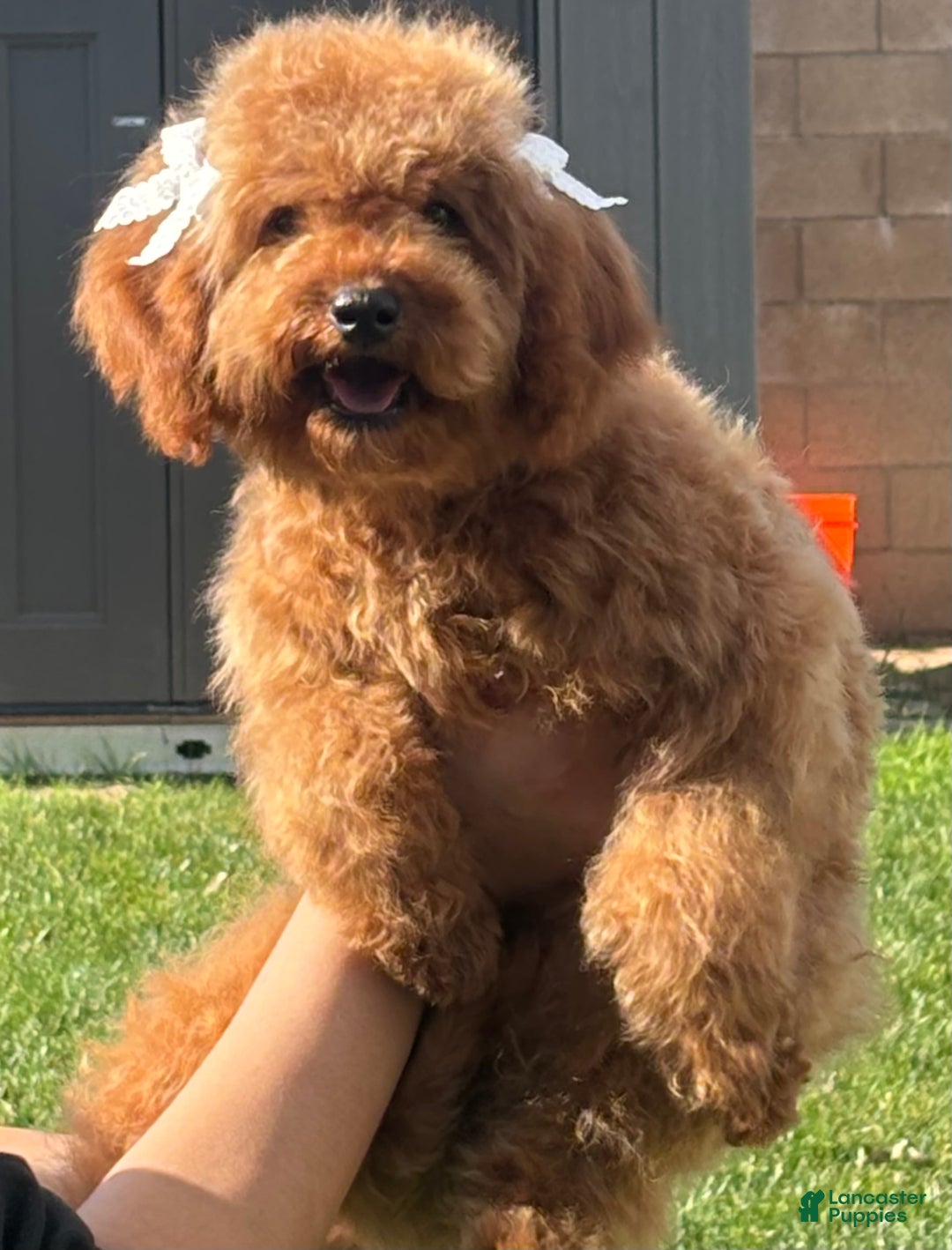Cavapoo dogs for sale: Cavapoo Puppy 3 - Ad 1