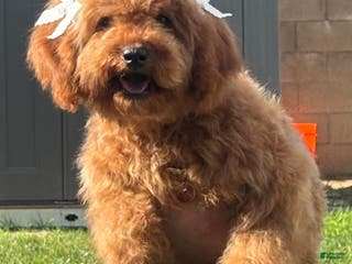 Cavapoo dogs Cavapoo Puppy 3 - Ad 30