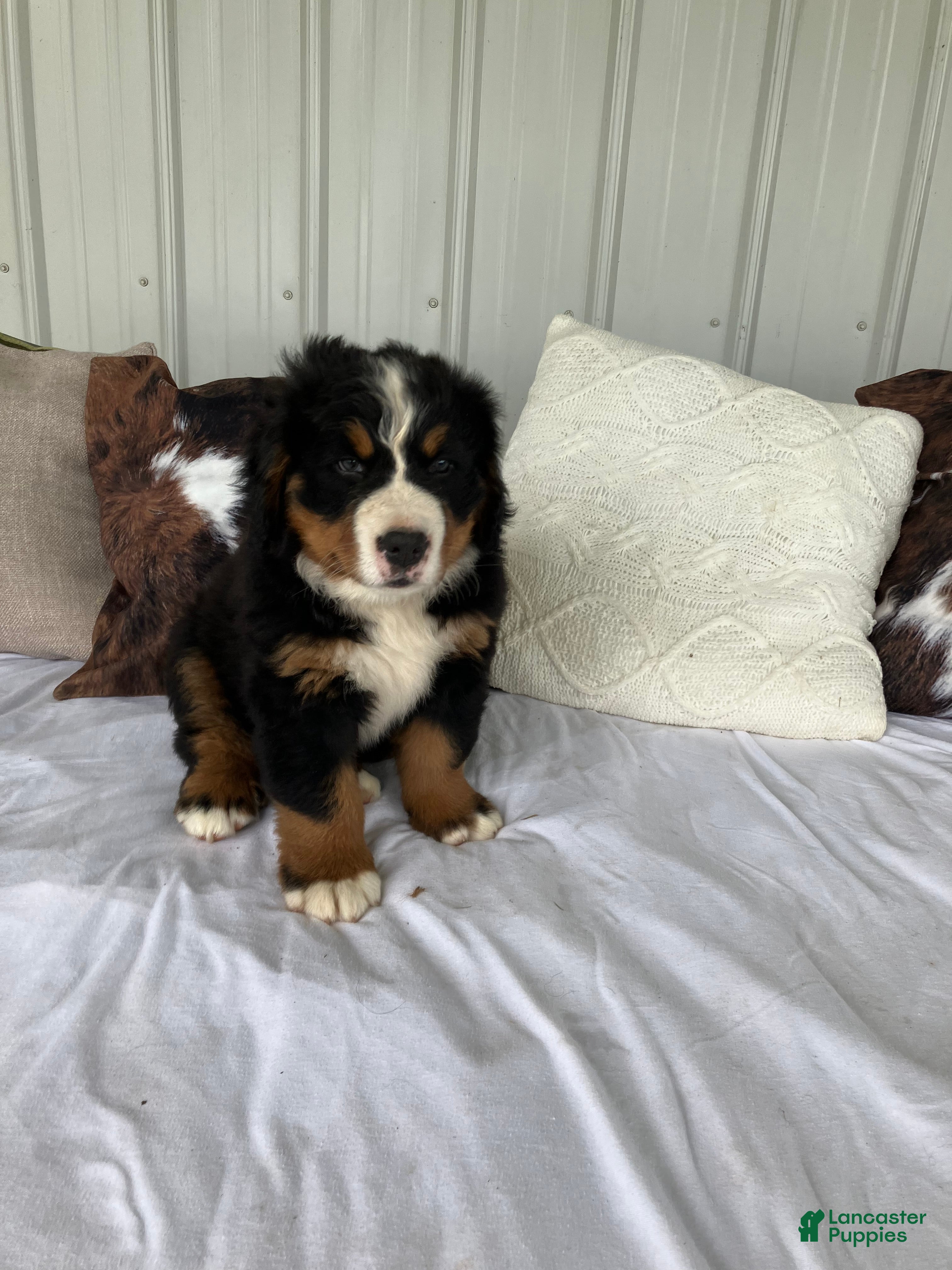 Bernese Mountain Dog dogs Green collar- Scruffy  - Ad 1