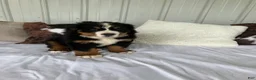 Bernese Mountain Dog dogs for sale: Green collar- Scruffy  - Ad 1