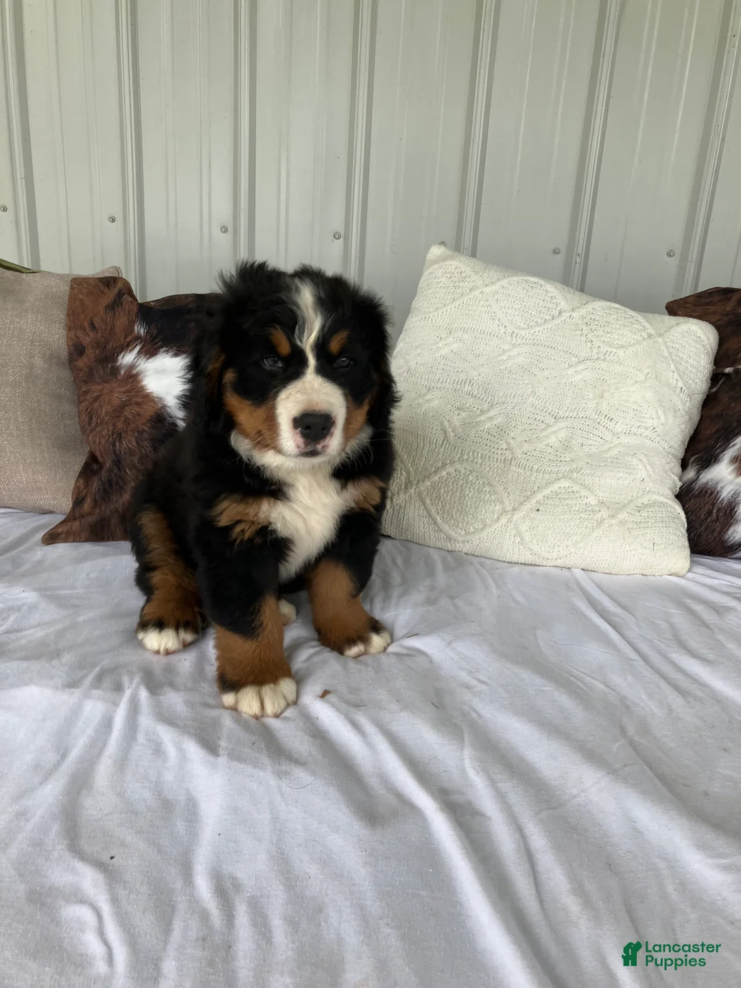 Bernese Mountain Dog dogs for sale: Green collar- Scruffy  - Ad 1