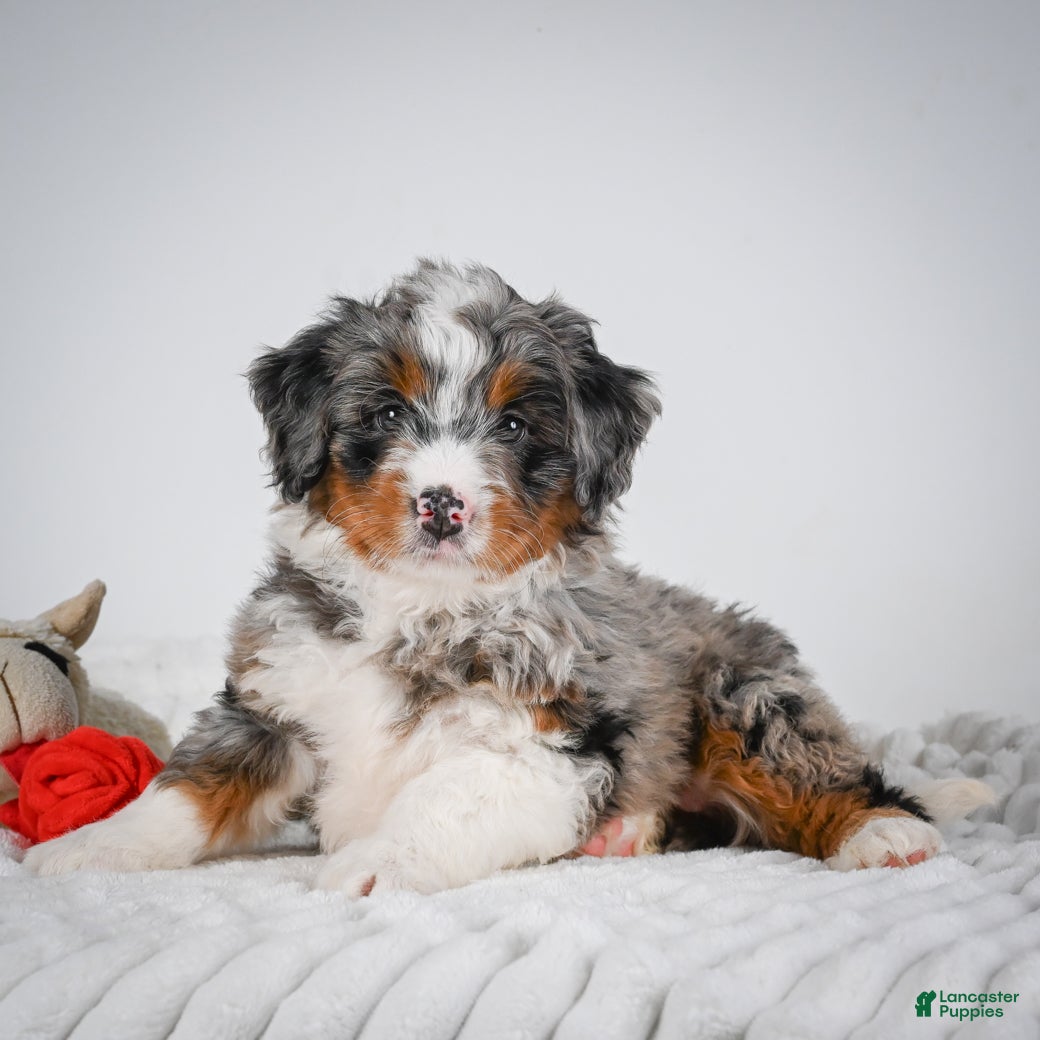 Mini Bernedoodle dogs Smokey - Ad 2