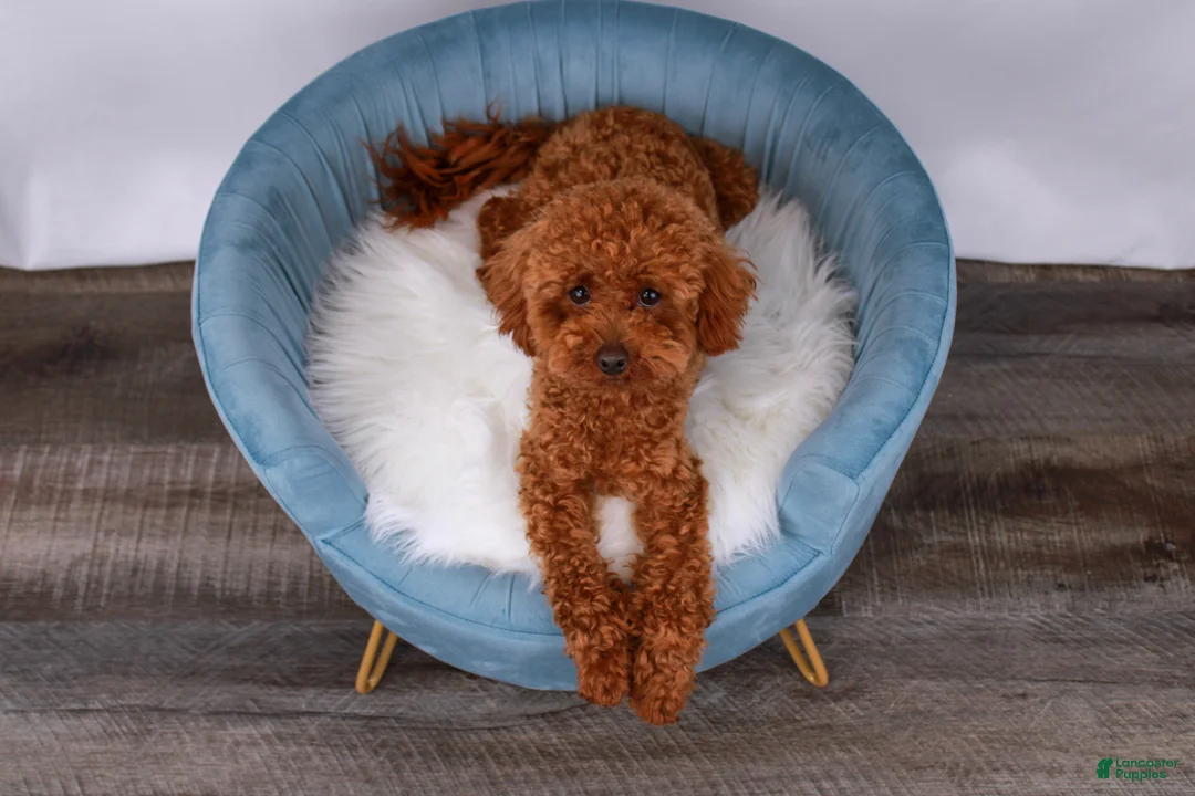 Toy Poodle dogs for sale: Pascal - Ad 2