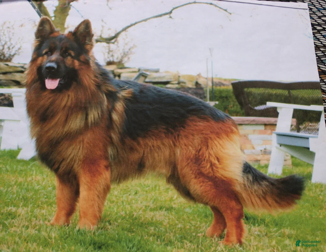 Mixed Breed dogs for sale: Ralph  - Ad 7