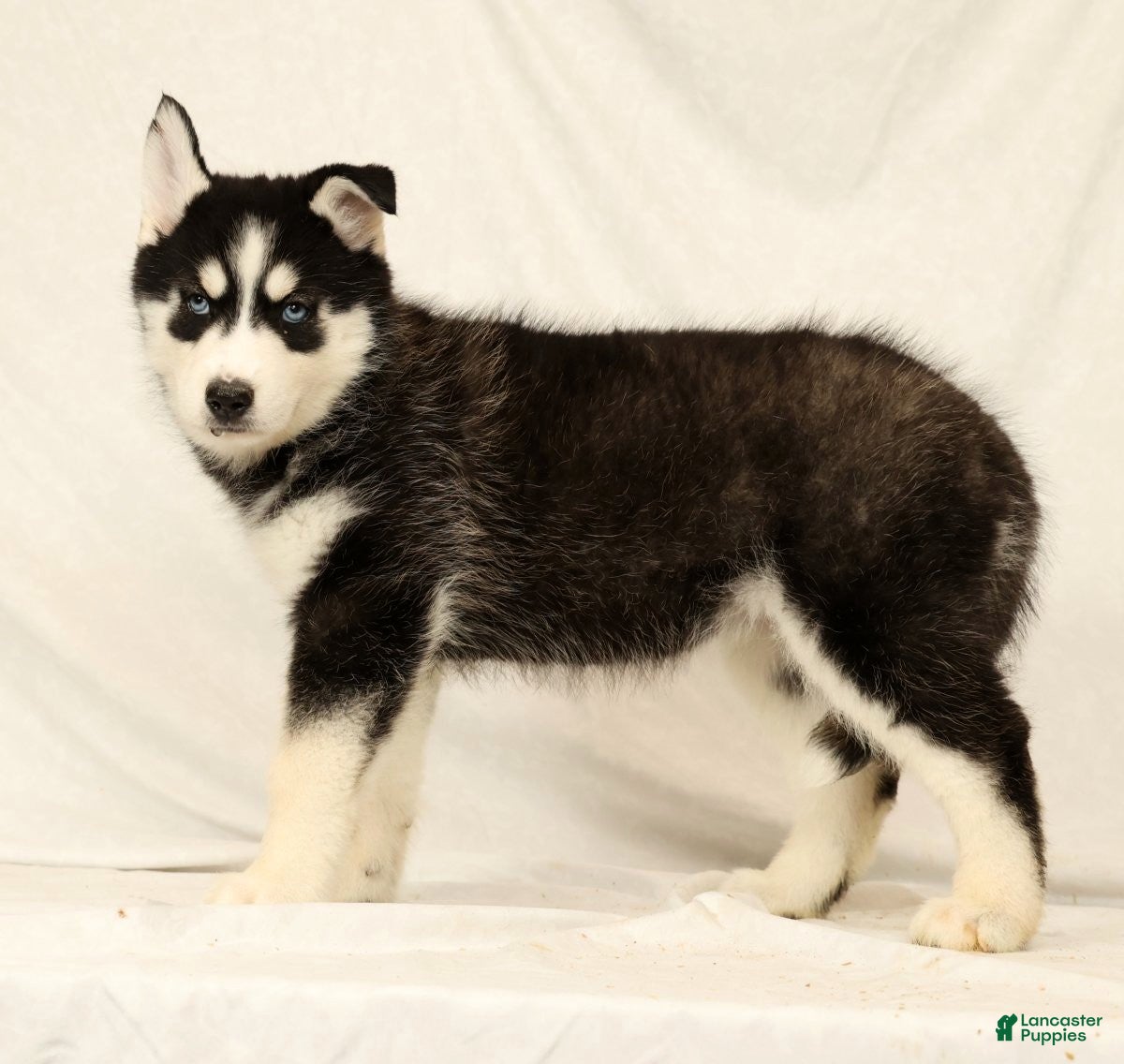 Gerberian Shepsky dogs Sandy - Ad 2