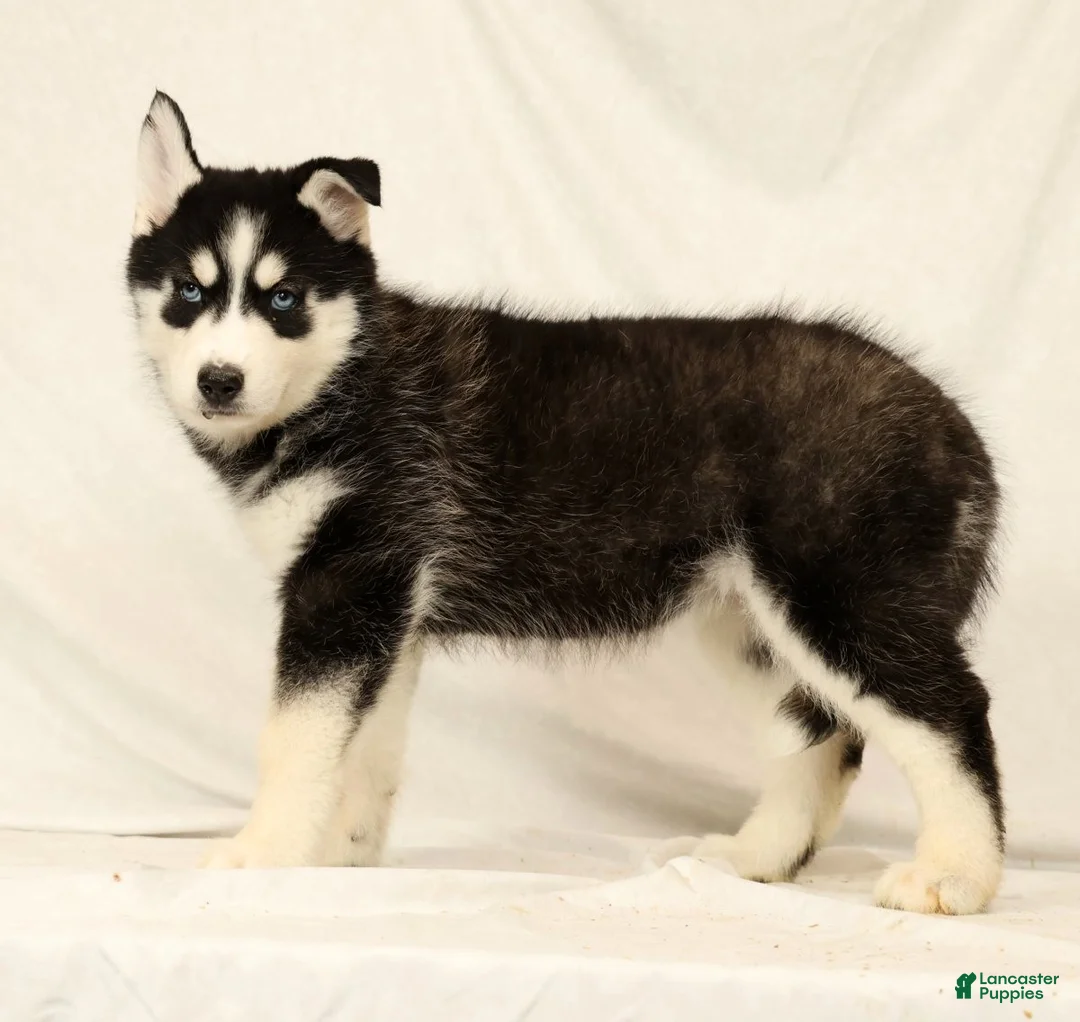 Gerberian Shepsky dogs for sale: Sandy - Ad 2
