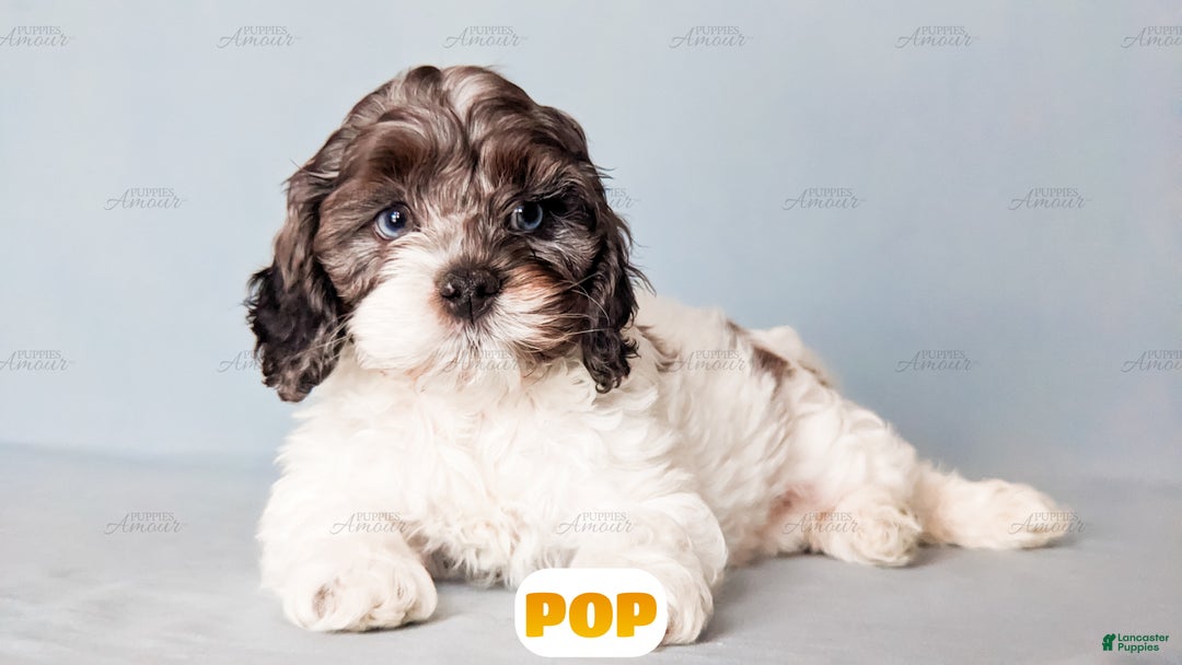 Cockapoo dogs for sale: Pop - Ad 8