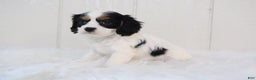 Cavalier King Charles Spaniel dogs for sale: Bella - Ad 4