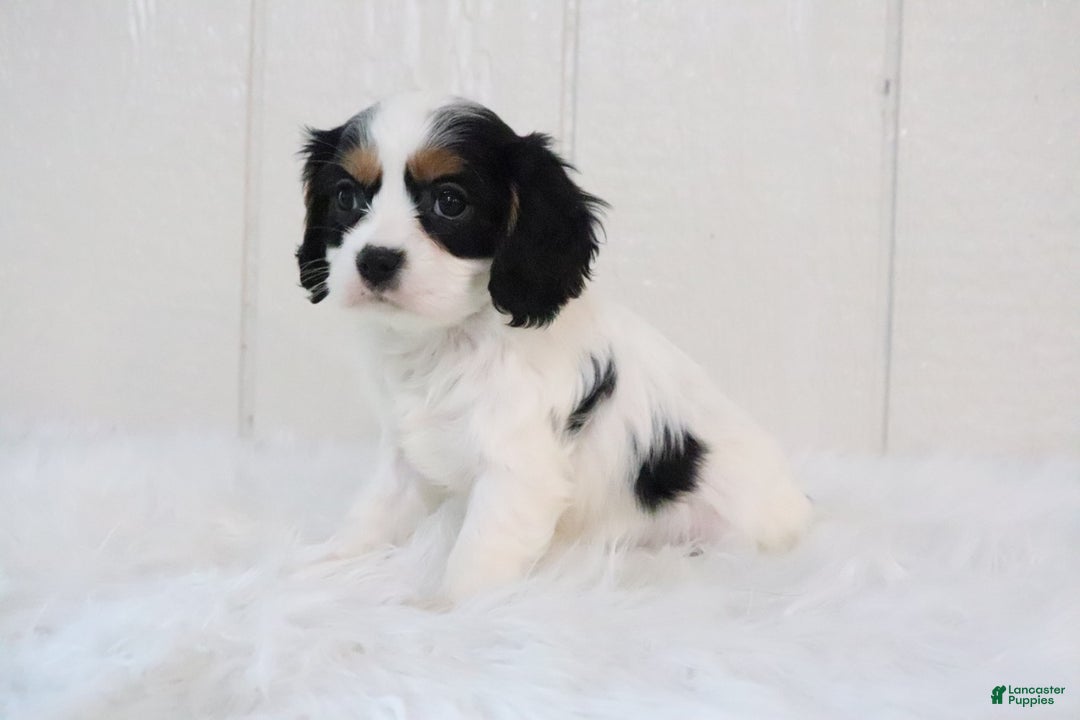 Cavalier King Charles Spaniel dogs for sale: Bella - Ad 4