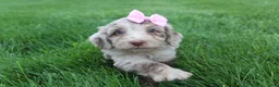Mini Aussiedoodle dogs for sale: Colette - Ad 8