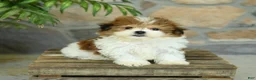 Teddy Bear dogs for sale: Tucker - Ad 1