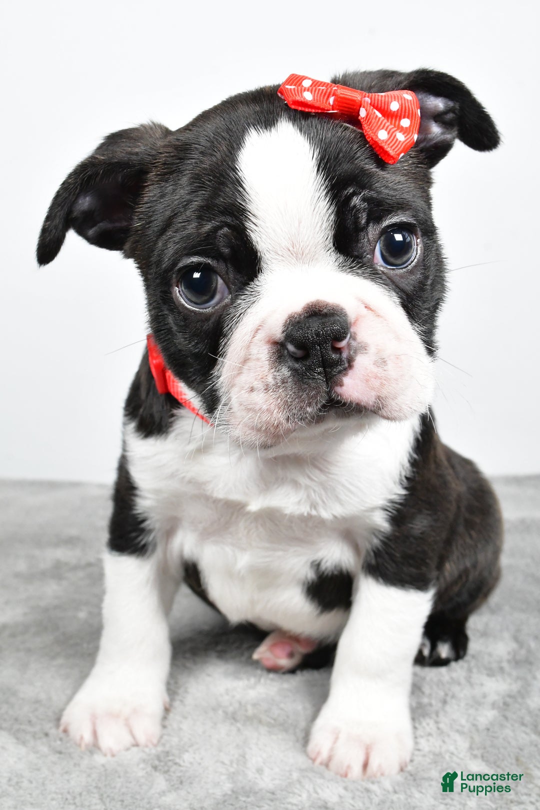 Mixed Breed dogs for sale: Snickers - Ad 9