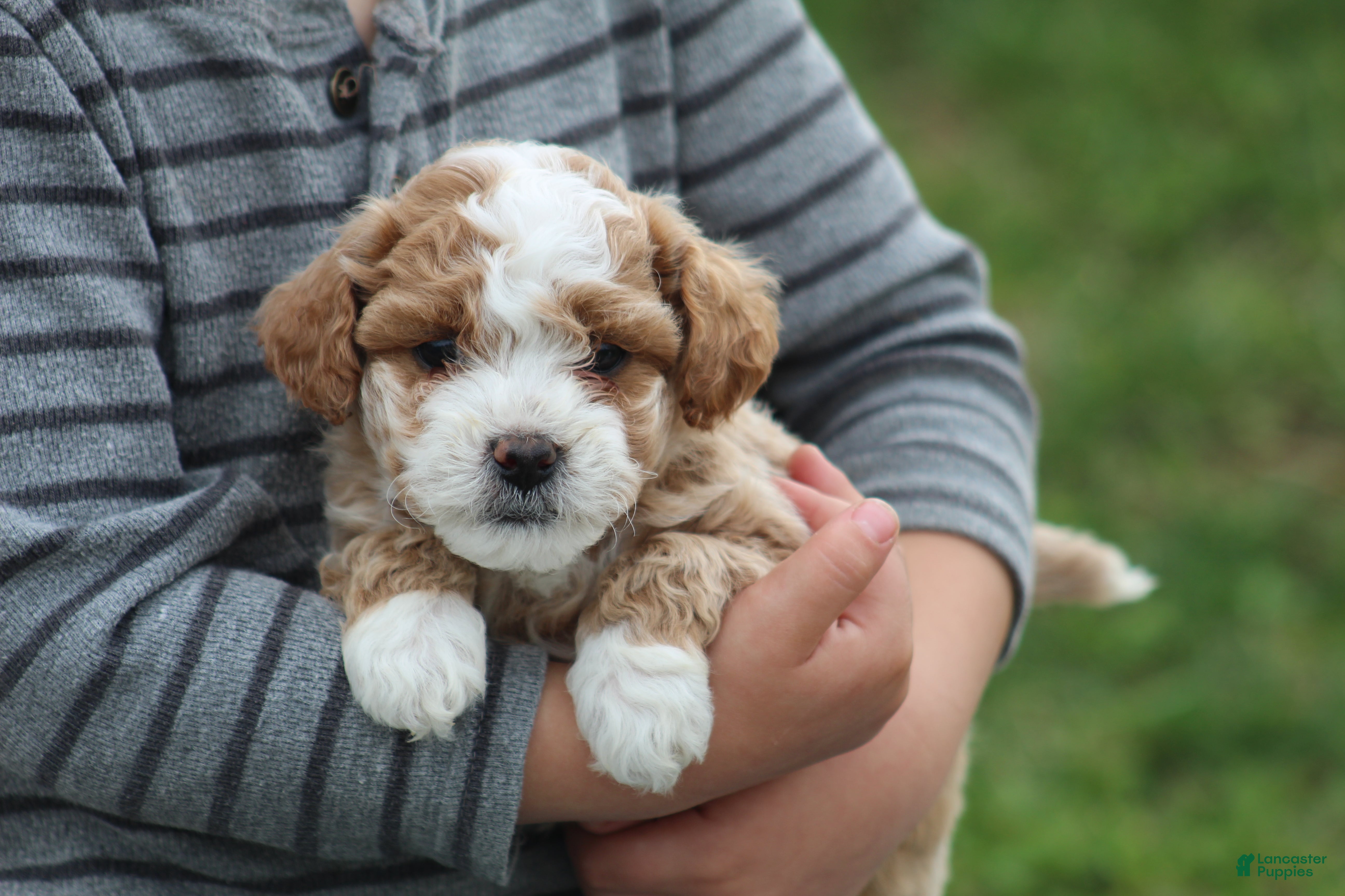 Bichpoo dogs Ace - Ad 2