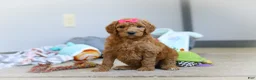 Standard Poodle dogs for sale: Millie AKC - Ad 4