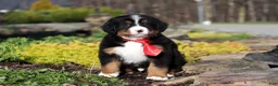 Bernese Mountain Dog dogs for sale: Champ - Ad 3