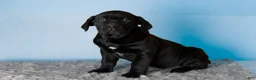 Cane Corso dogs for sale: Millie - Ad 9