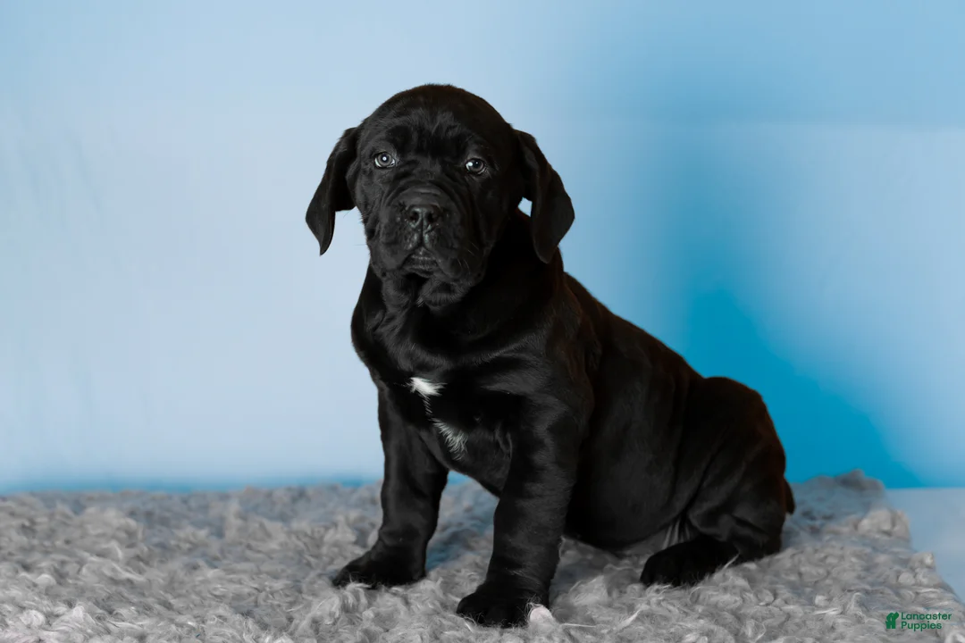 Cane Corso dogs for sale: Millie - Ad 9