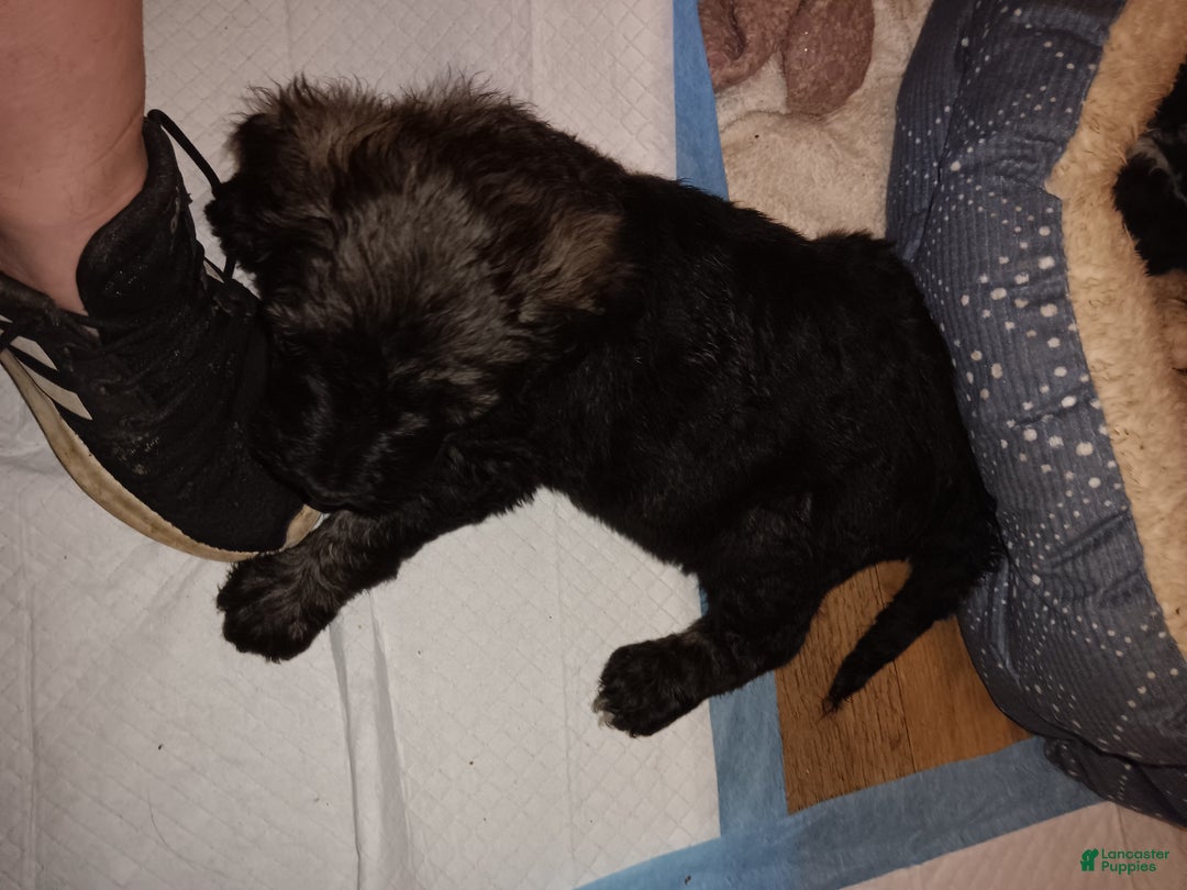 Labradoodle dogs for sale: Princess  - Ad 5