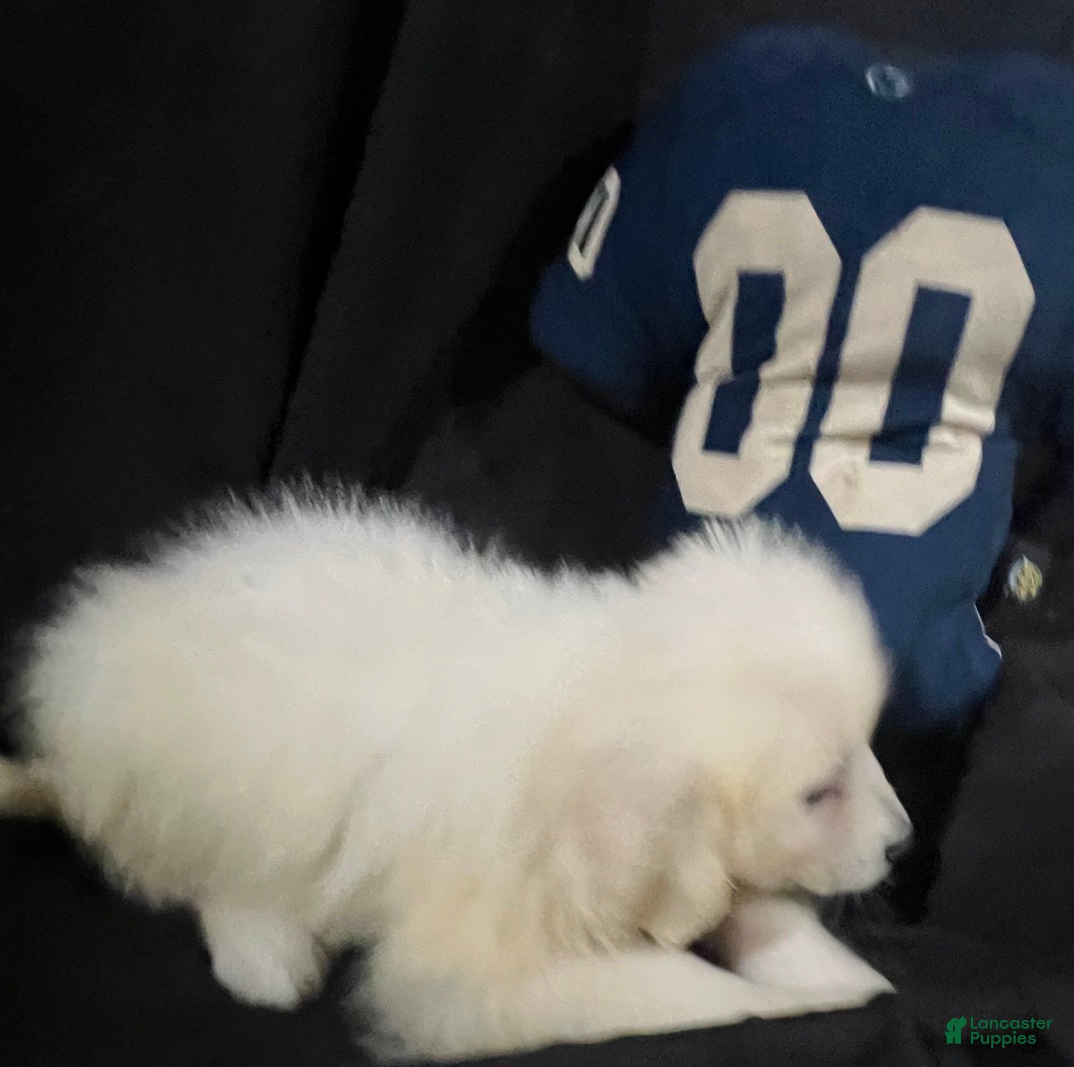 Great Pyrenees dogs Dutchess - Ad 1