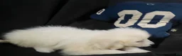 Great Pyrenees dogs for sale: Dutchess - Ad 4