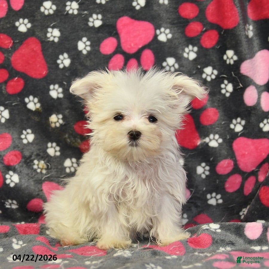 Maltese dogs Taya - Ad 1