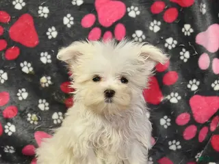 Maltese dogs for sale: Taya - Ad 1