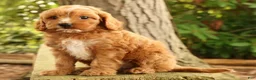 Cavapoo dogs for sale: Stella - Ad 4
