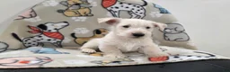 Scottish Terrier dogs for sale: Vivian - Ad 3