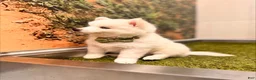 Pomsky dogs for sale: Orion - Toy Male Pomsky → The Real-Life Teddy Bear - Ad 6