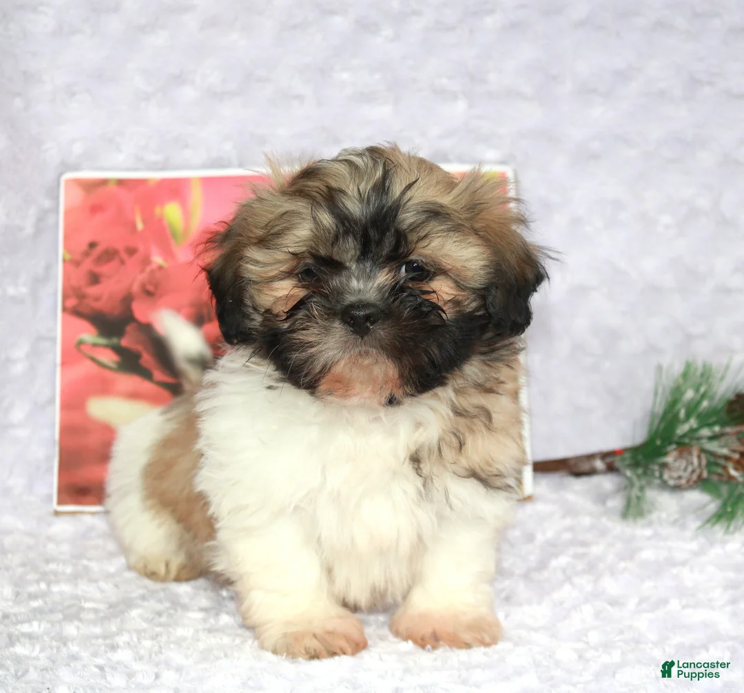 Shih Tzu dogs for sale: Kade - Ad 2