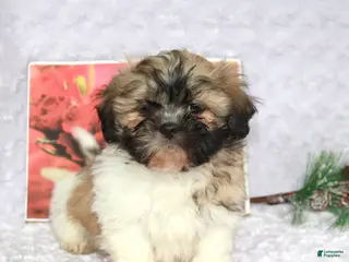 Shih Tzu dogs Kade - Ad 3
