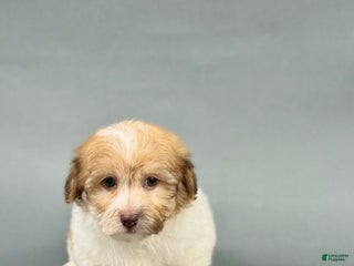 Havanese dogs - Ad 21