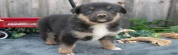 Mixed Breed dogs for sale: Genevieve - Ad 3