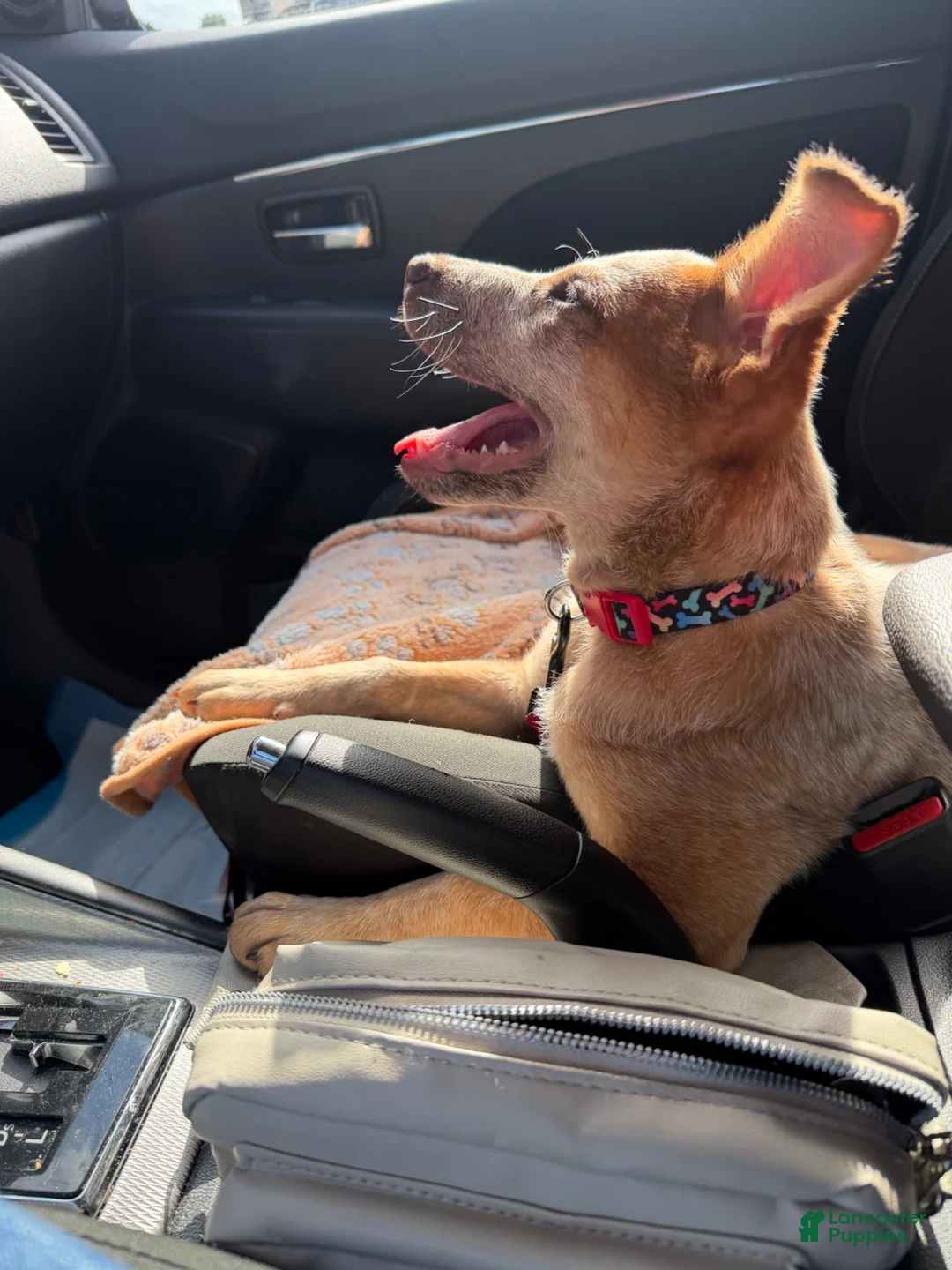 Australian Cattle Dog dogs for sale: Australian Cattle Dog 1 - Ad 5
