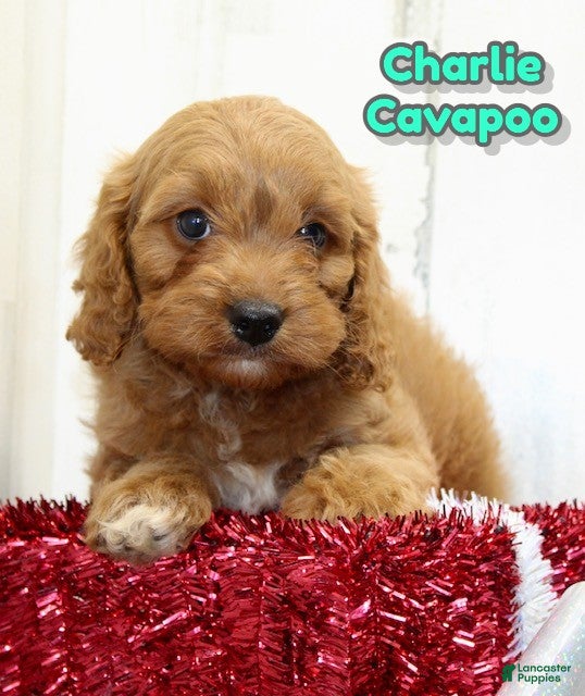 Cavapoo dogs Charlie - Ad 42