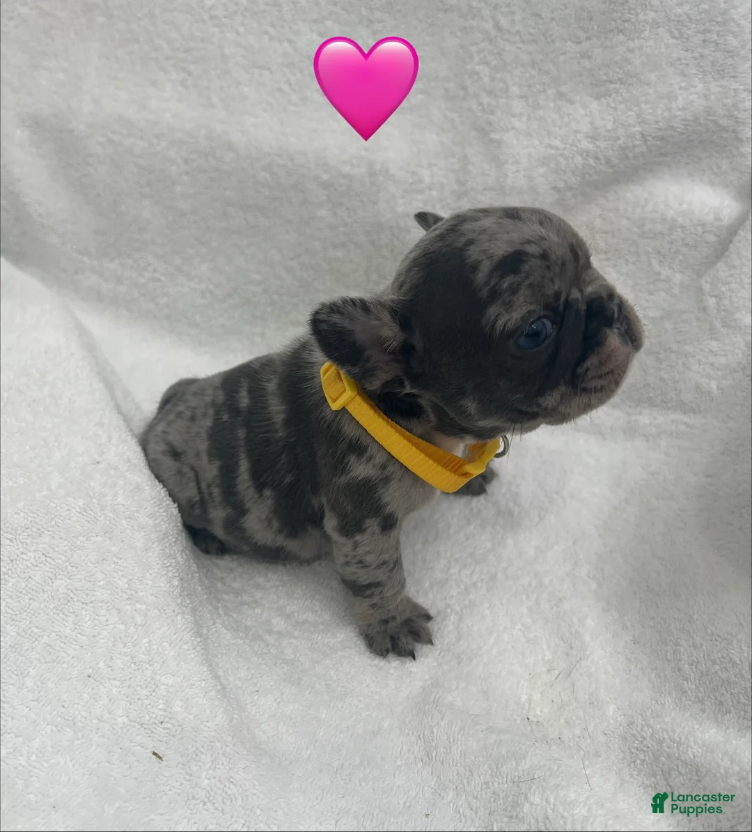 French Bulldog dogs for sale: French Bulldog - Merle - Ad 1