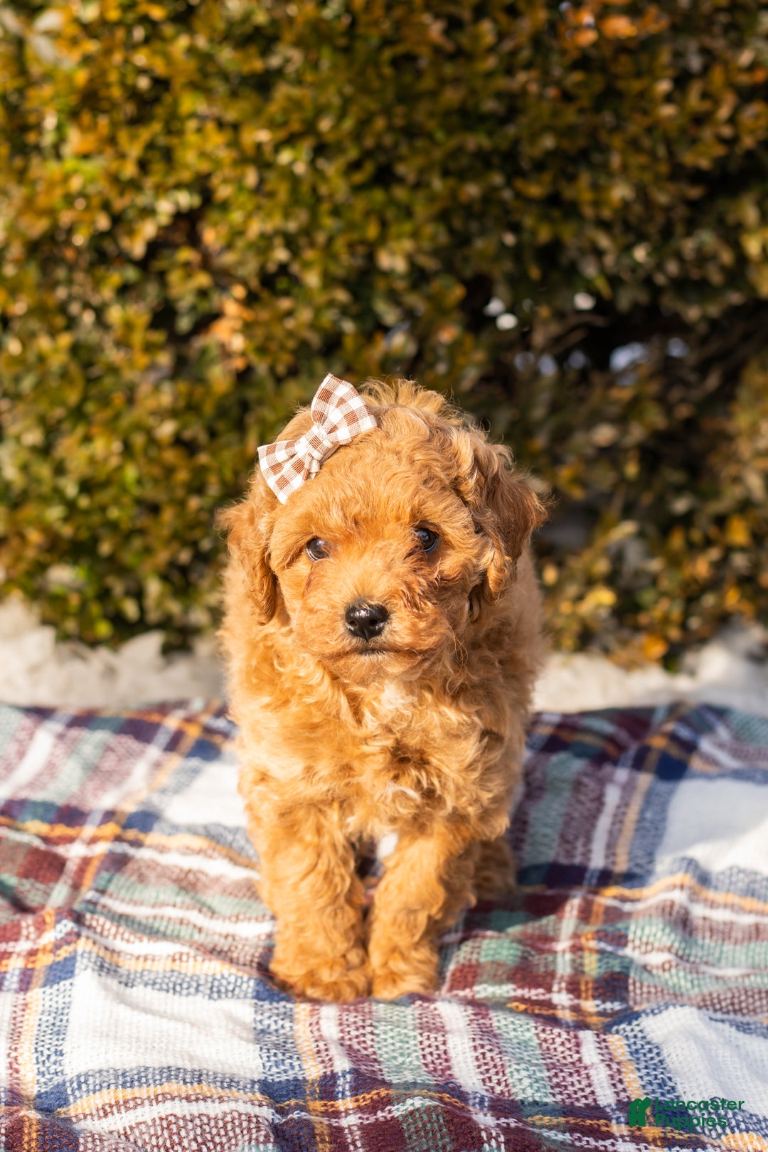 Miniature Labradoodle dogs for sale: Miniature Labradoodle Puppy 1 - Ad 3