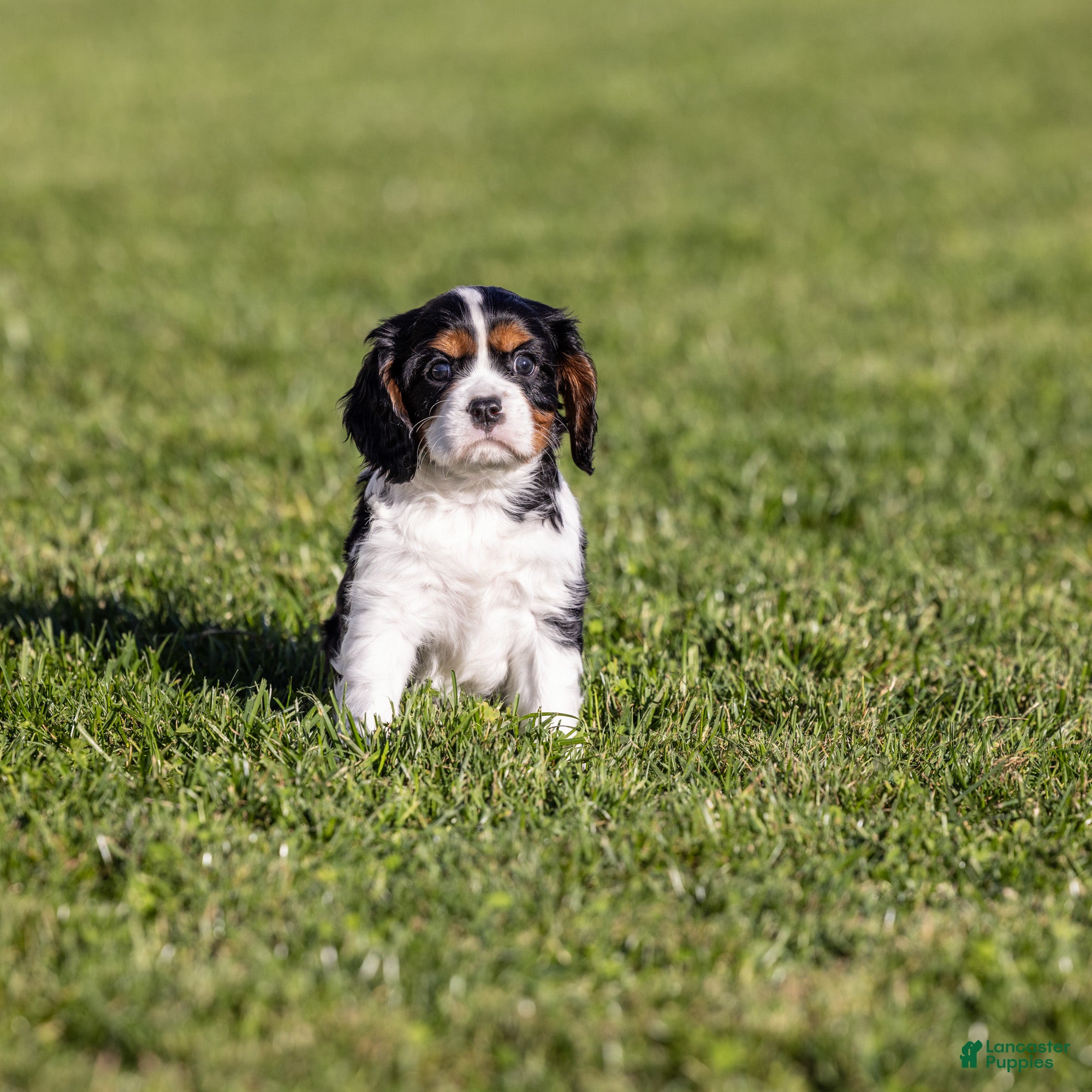 Cavalier King Charles Spaniel dogs Judah - Ad 2