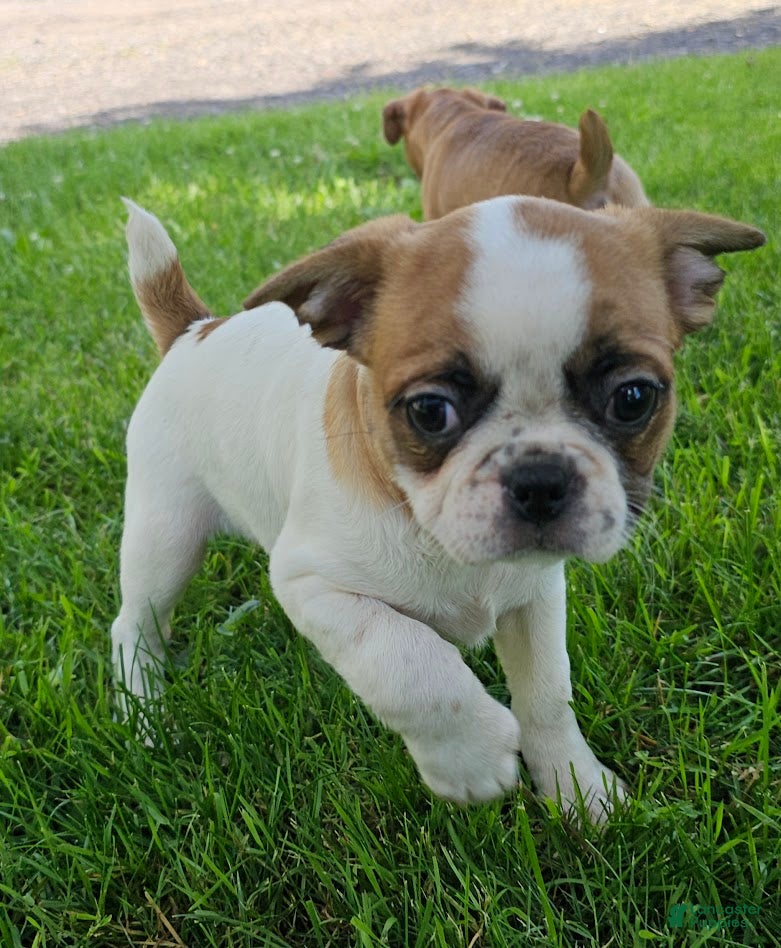Mixed Breed dogs Oscar Pie - Ad 16