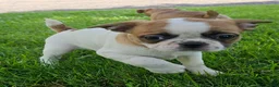 Mixed Breed dogs for sale: Oscar Pie - Ad 1