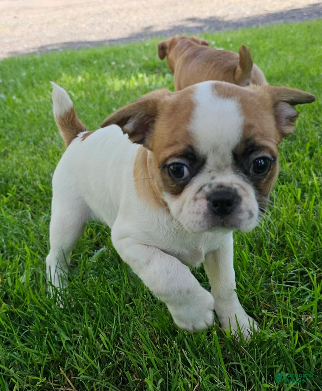 Mixed Breed dogs for sale: Oscar Pie - Ad 1