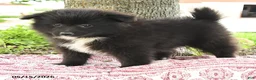 Pomsky dogs for sale: Gail - Ad 4