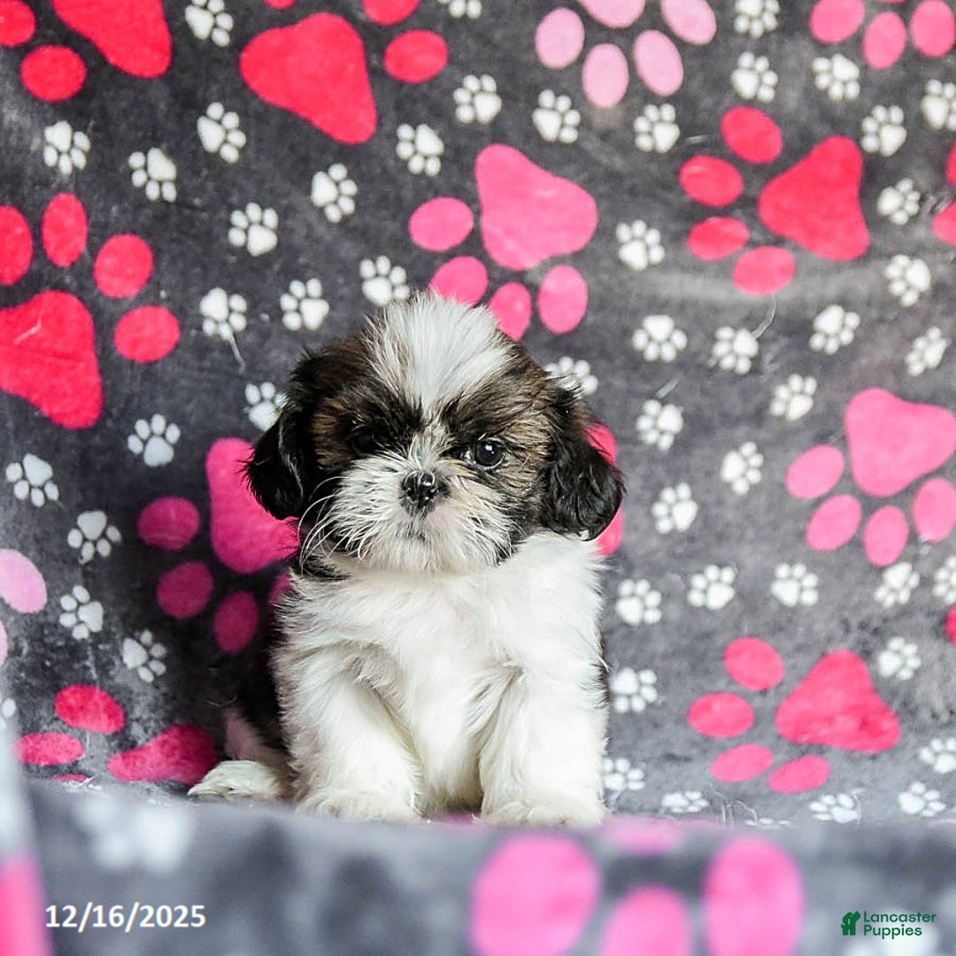 Shih Tzu dogs for sale: Mint - Ad 4