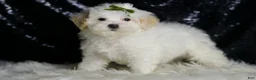 Maltipoo dogs for sale: Chunky - Ad 5