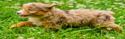 Mini Aussiedoodle dogs for sale: Goldie - Ad 6