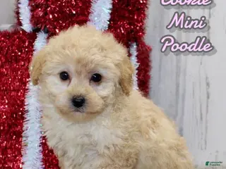Miniature Poodle dogs Cookie - Ad 29