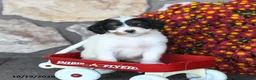 Mini Bernedoodle dogs for sale: Snickers - Ad 3
